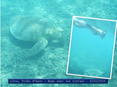 Lifou : Tribu d'Easo & ses tortues pas farouches