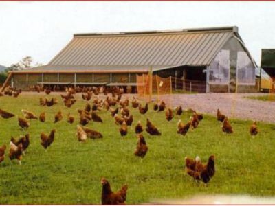 Photo de cours, élevage poulet en Angleterre