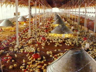 Photo de cours, élevage poulet en Argentine