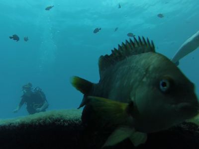 La plongée à tahiti