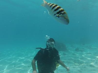 La plongée à tahiti