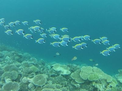 Maldives