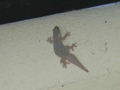 Laos