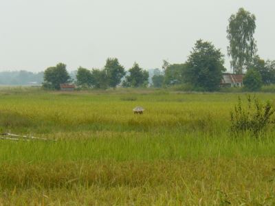Laos