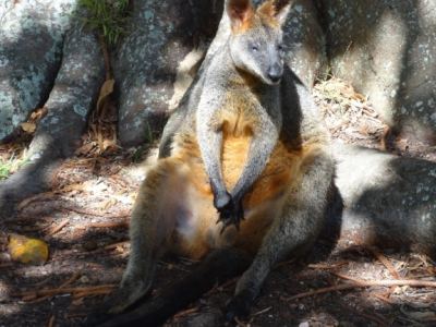 Australie