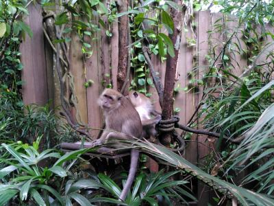 Singapour