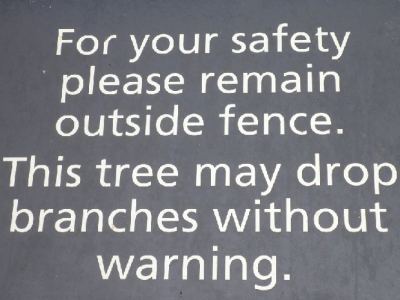 ici les arbres ne préviennent pas en cas de chute de branches... mal polis!
