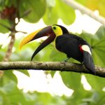 Visiter le Costa Rica : pour quelles raisons est-ce une bonne idée ?