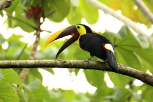 Visiter le Costa Rica : pour quelles raisons est-ce une bonne idée ?