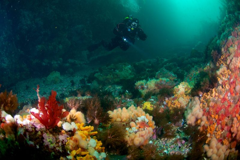 Un plongeur nageant sous l'eau parmi les coraux colorés, capturé à Saltstraumen, en Norvège.